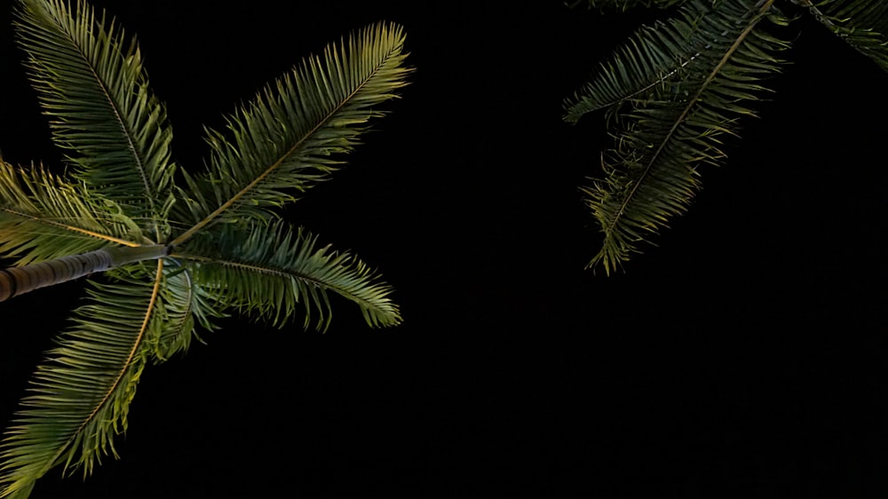 夜間のココナッツの木