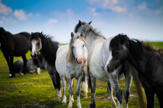 herd of horses standing on grass in Wales United Kingdom