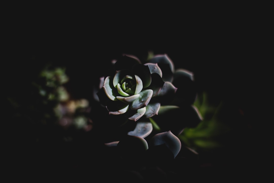 selective focus photography of succulent plant