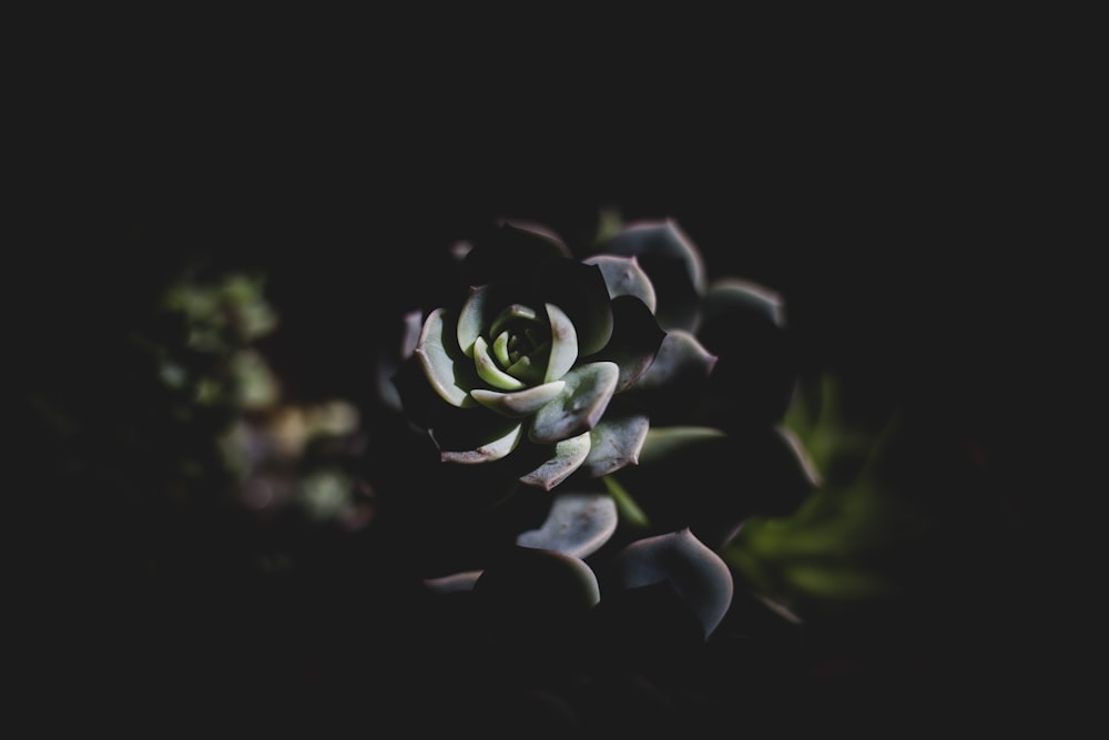 Fotografia com foco seletivo de planta suculenta