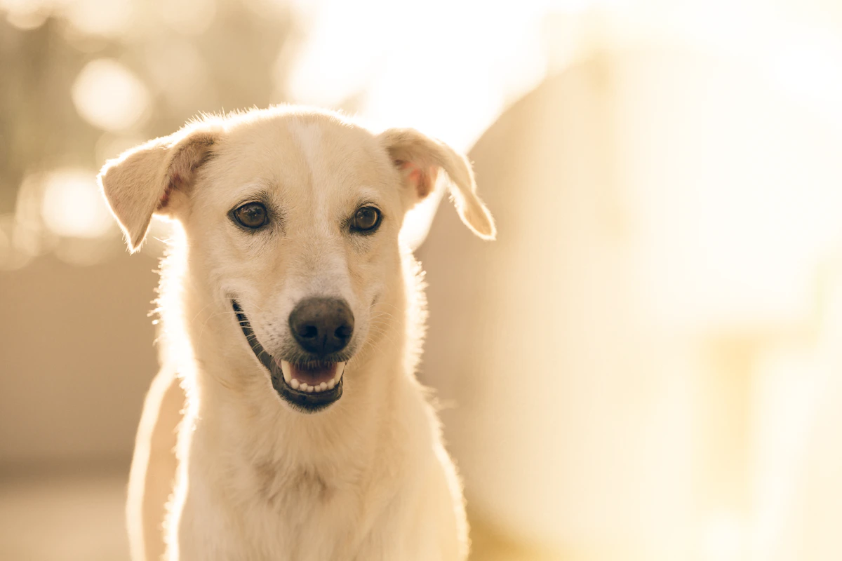 White short-coated dog portrait