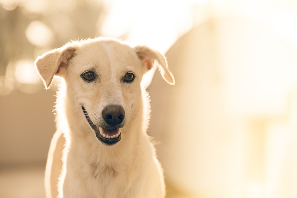 Fotografía de enfoque perro blanco de pelo corto