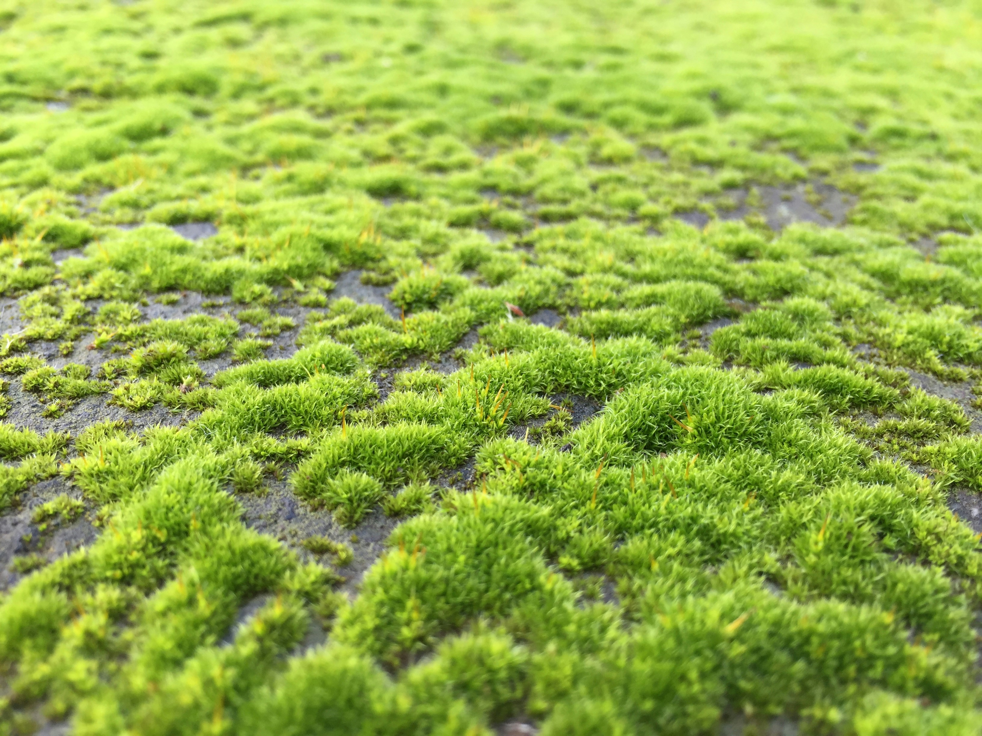 Free Unsplash photo from toinane