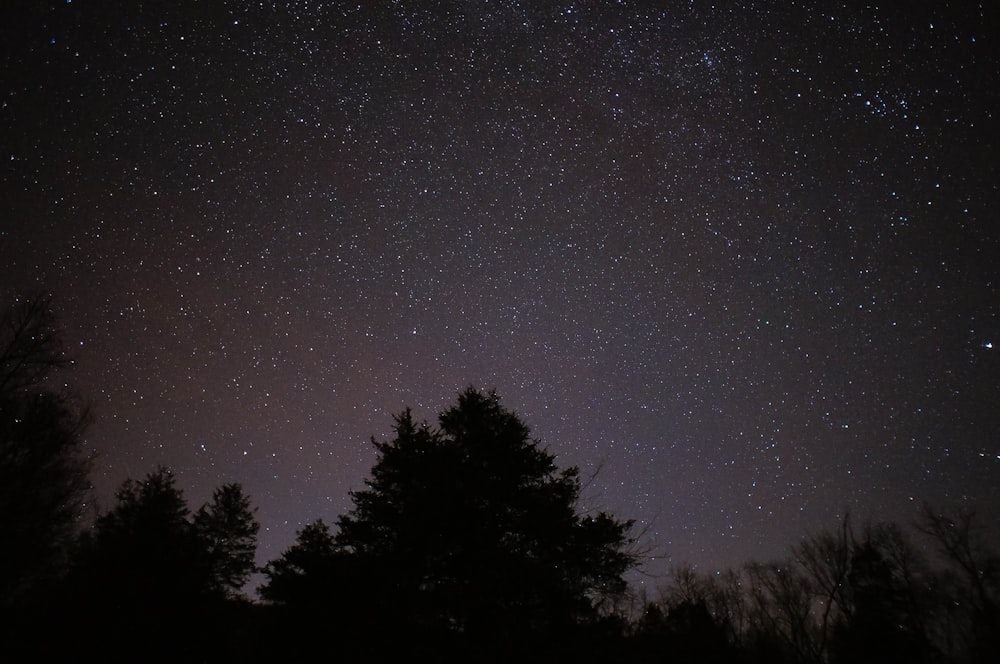 trees at night time