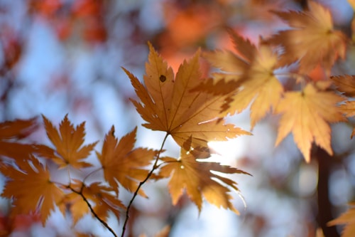 Golden-brown leaves are captured with sunlight filtering through, creating a warm and serene atmosphere. The background is softly blurred, highlighting the intricate details of the leaves&rsquo; veins and edges.