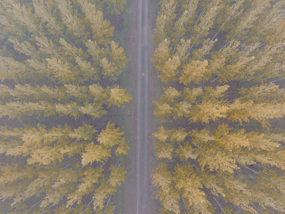 green and yellow trees during daytime