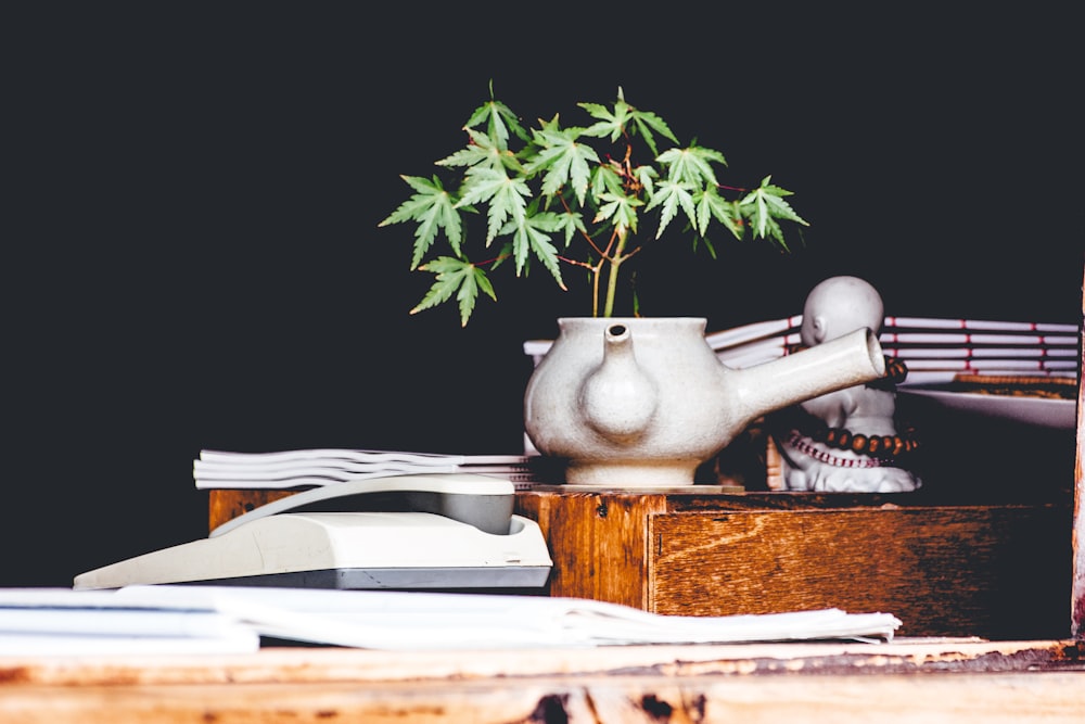 Cannabispflanze auf weißer Teekannenvase