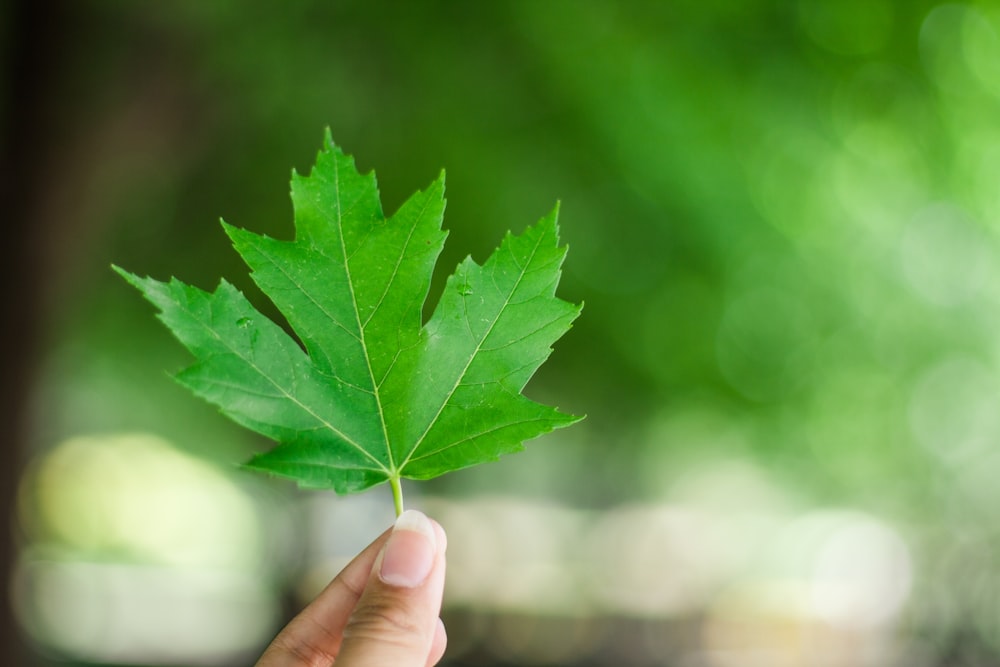 person holding green leaf plant