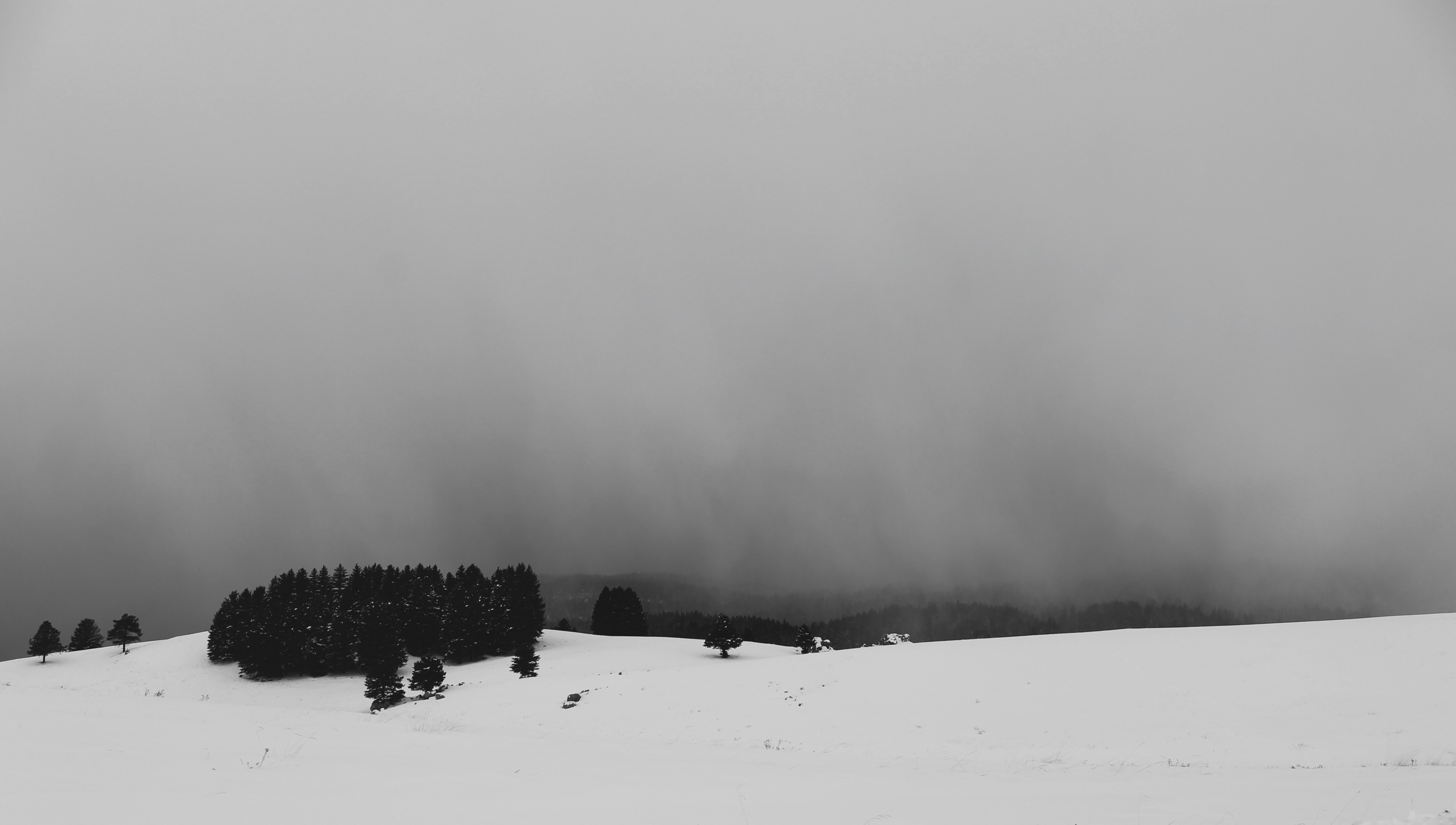 green leafed trees on snow-covered land new mexico teams background