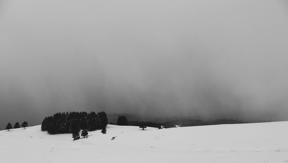 grün belaubte Bäume auf schneebedecktem Land