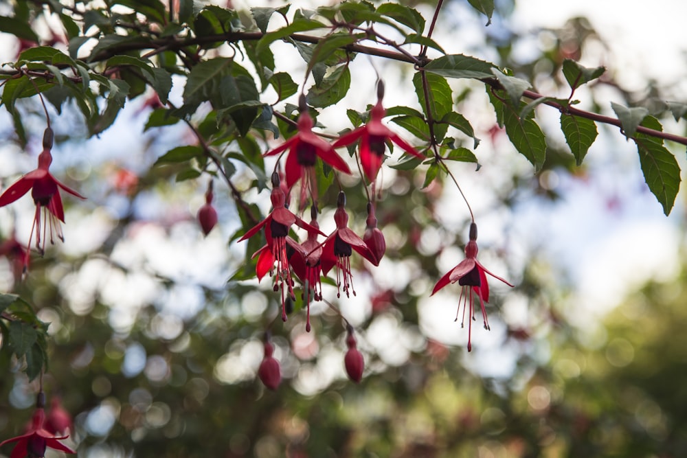 red round fruits on tree during daytime