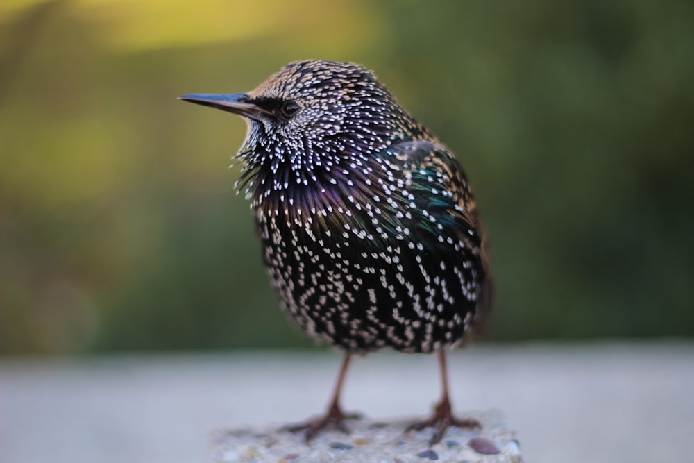 selective focus photography of black bird standing on stones