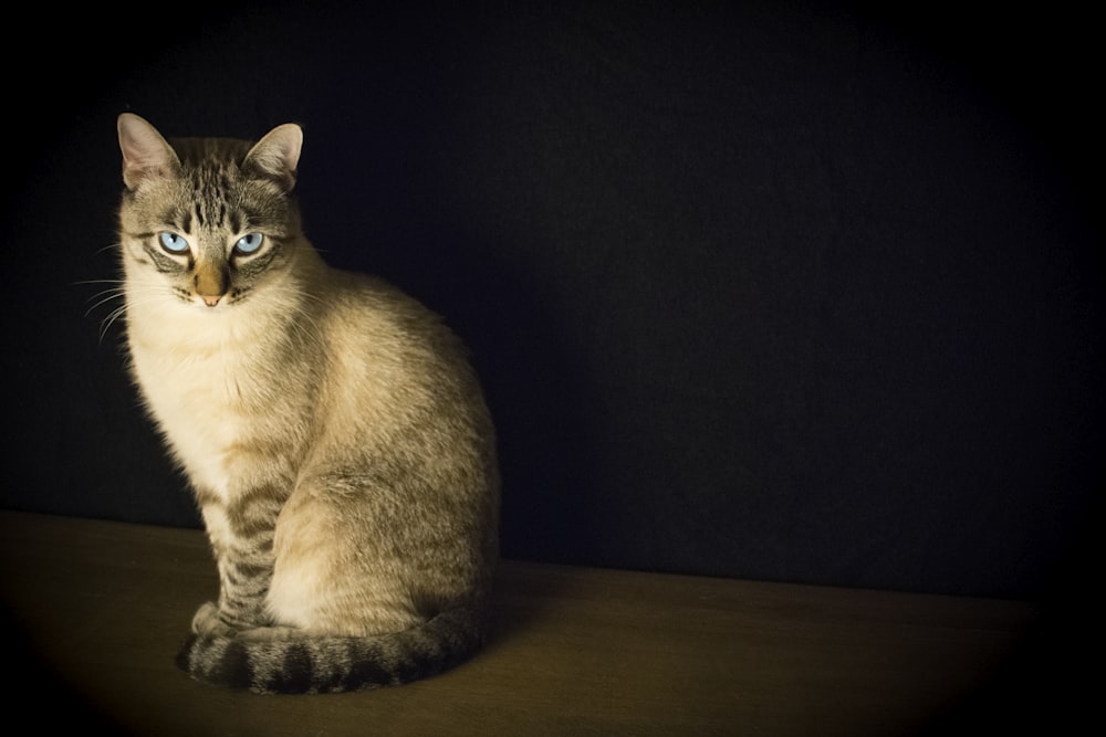 A cat sitting up staring at the camera, surrounded by a black background.