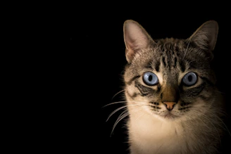 close up photo of tabby cat