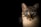 close up photo of tabby cat
