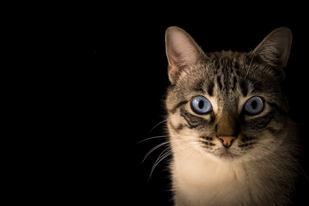 close up photo of tabby cat