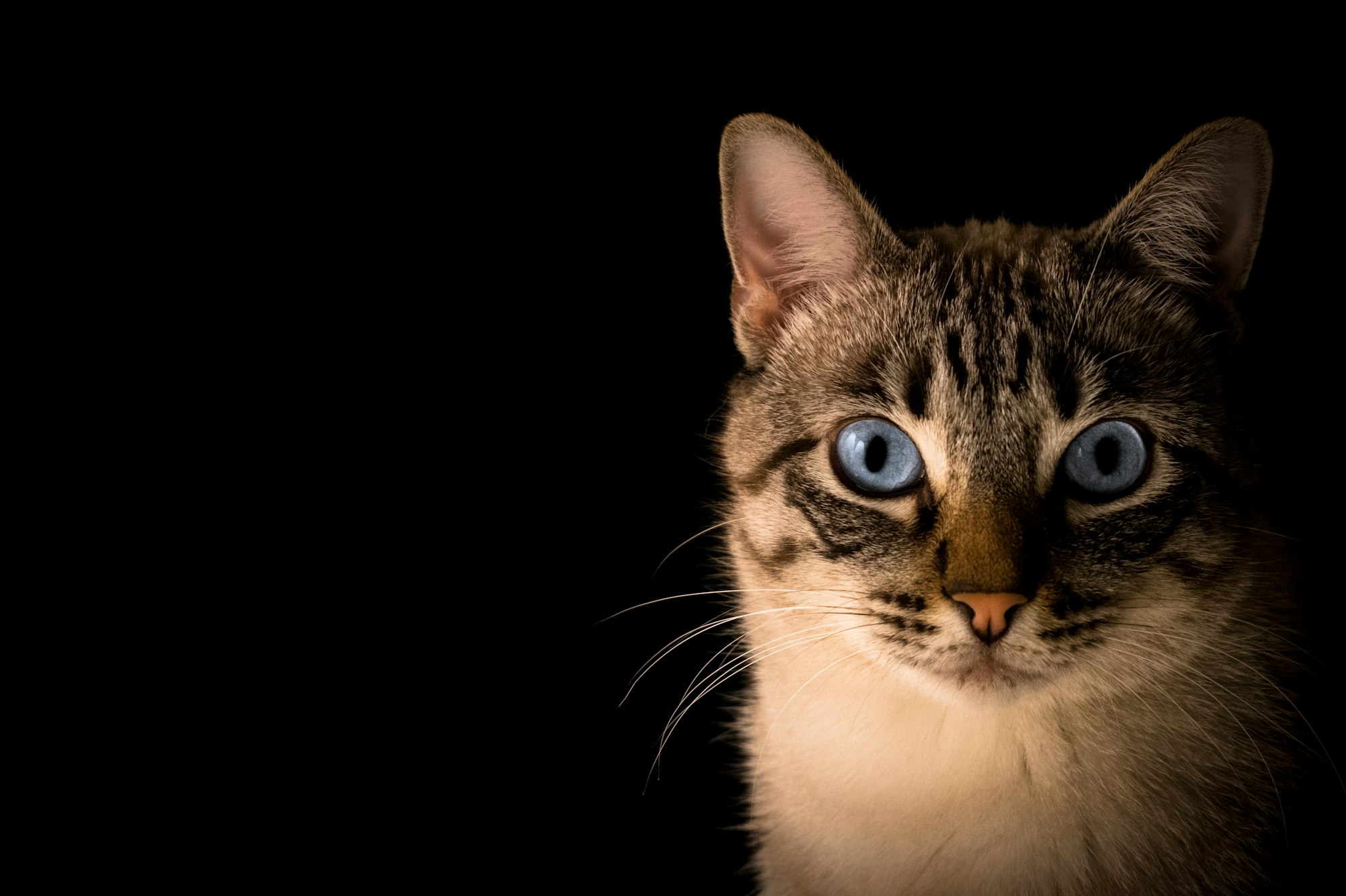Blue-eyed cat portrait
