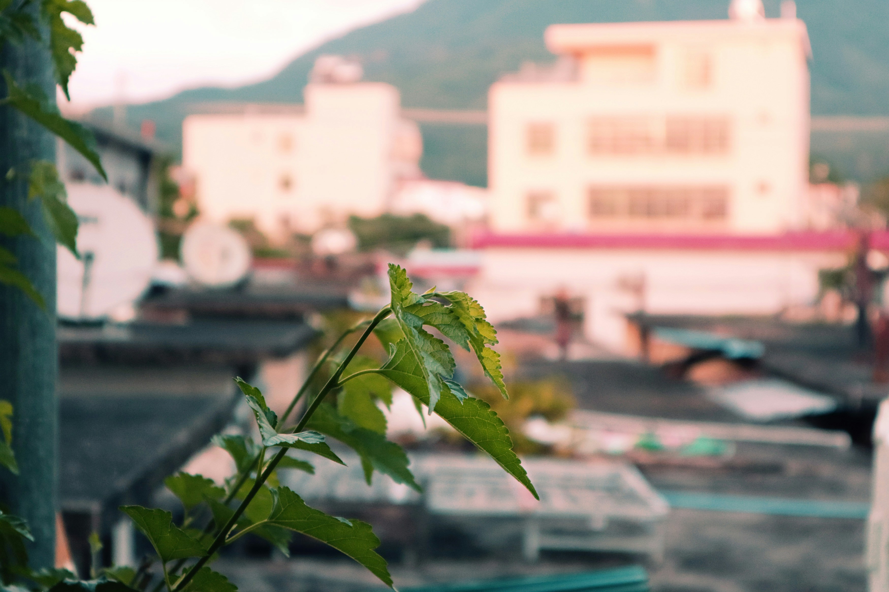 Free Unsplash photo from 清瓷 许