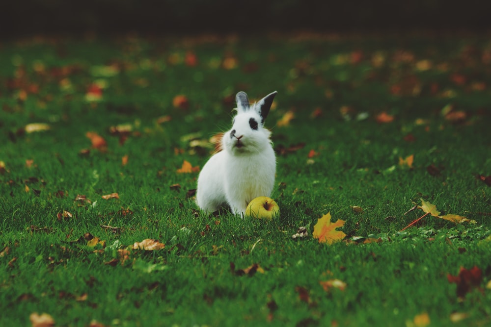 Weißes Kaninchen steht auf Gras