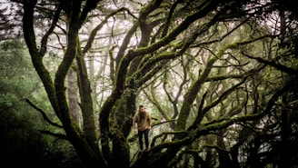 A dense forest scene with twisted, moss-covered tree branches creating an intricate network against a misty backdrop. A lone figure stands on one of the branches, adding a sense of exploration and adventure.