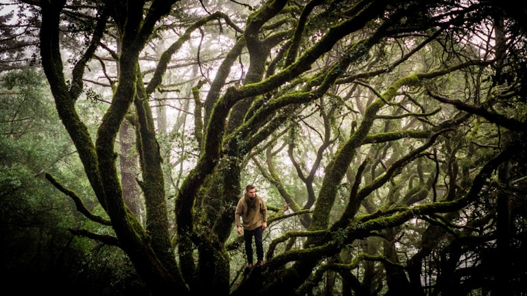 A detailed sketch of the film's main character standing in a misty forest.