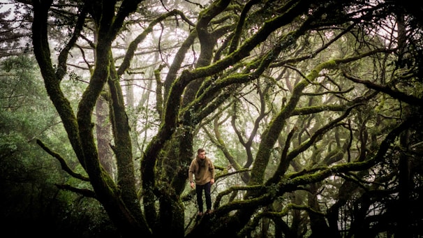 A dense forest scene with twisted, moss-covered tree branches creating an intricate network against a misty backdrop. A lone figure stands on one of the branches, adding a sense of exploration and adventure.