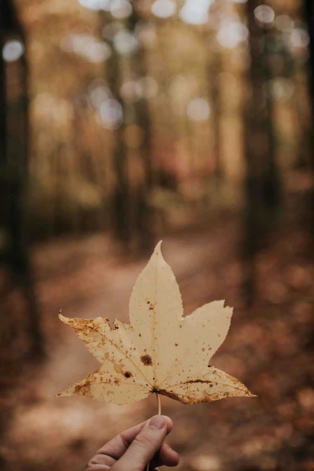 Person mit braunem Blatt