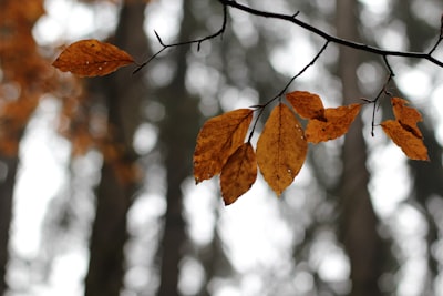 selective focus photography of brown leaf trees season teams background