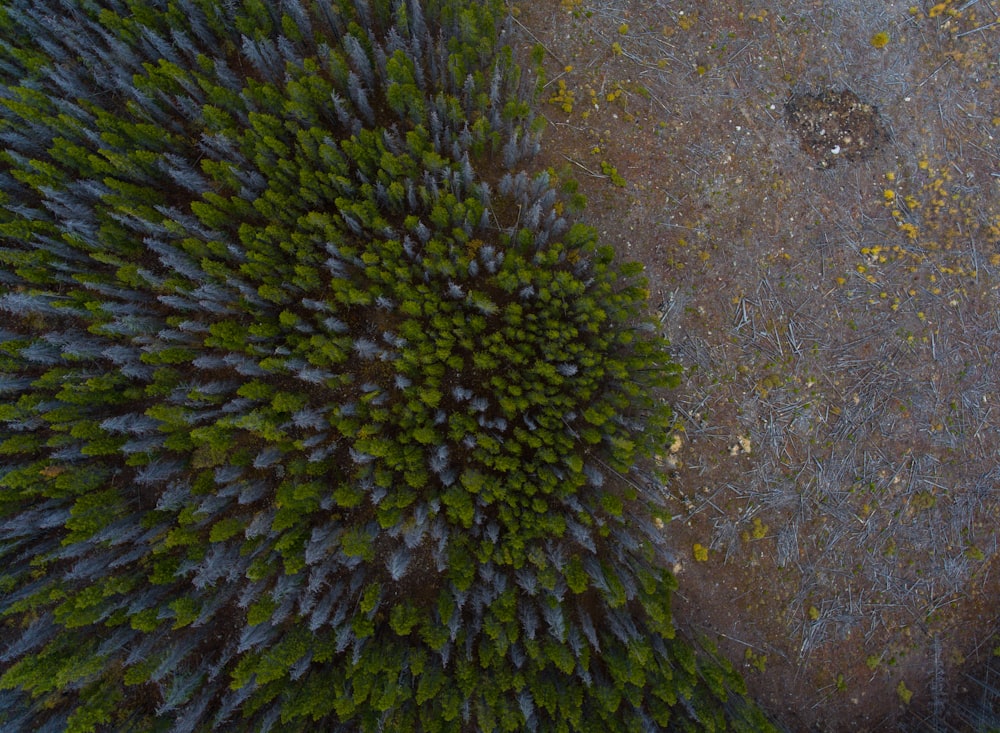 vista aérea fotografia de campo florestal