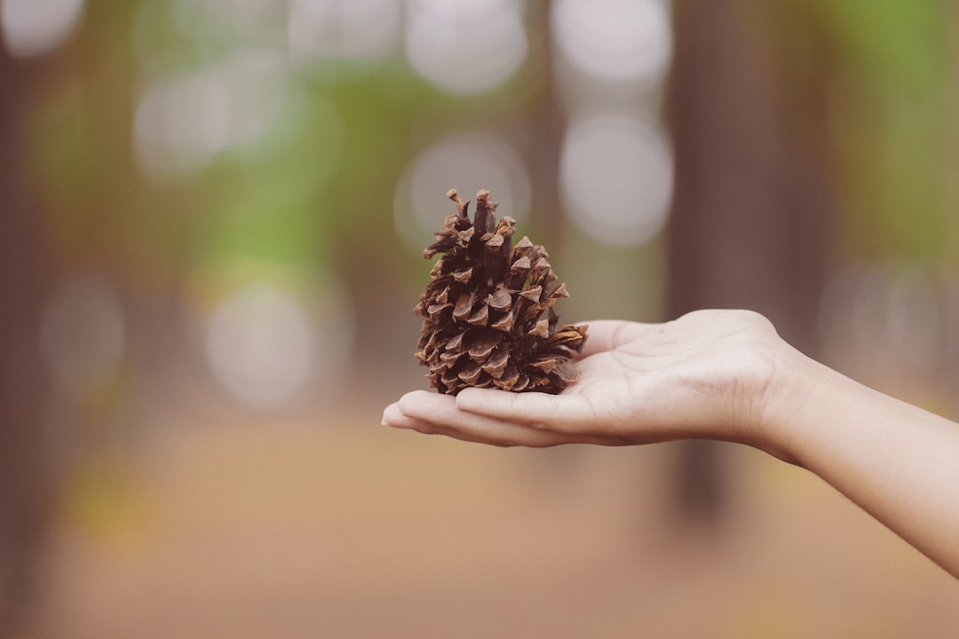 person holding pinecone