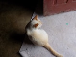 A light-colored cat, possibly light orange or cream, is sitting on a textured fabric mat next to a door. The cat is facing away from the camera, showing the back of its head and body. The scene is dimly lit, with the area beyond the mat appearing darker.