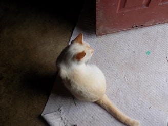 A light-colored cat, possibly light orange or cream, is sitting on a textured fabric mat next to a door. The cat is facing away from the camera, showing the back of its head and body. The scene is dimly lit, with the area beyond the mat appearing darker.