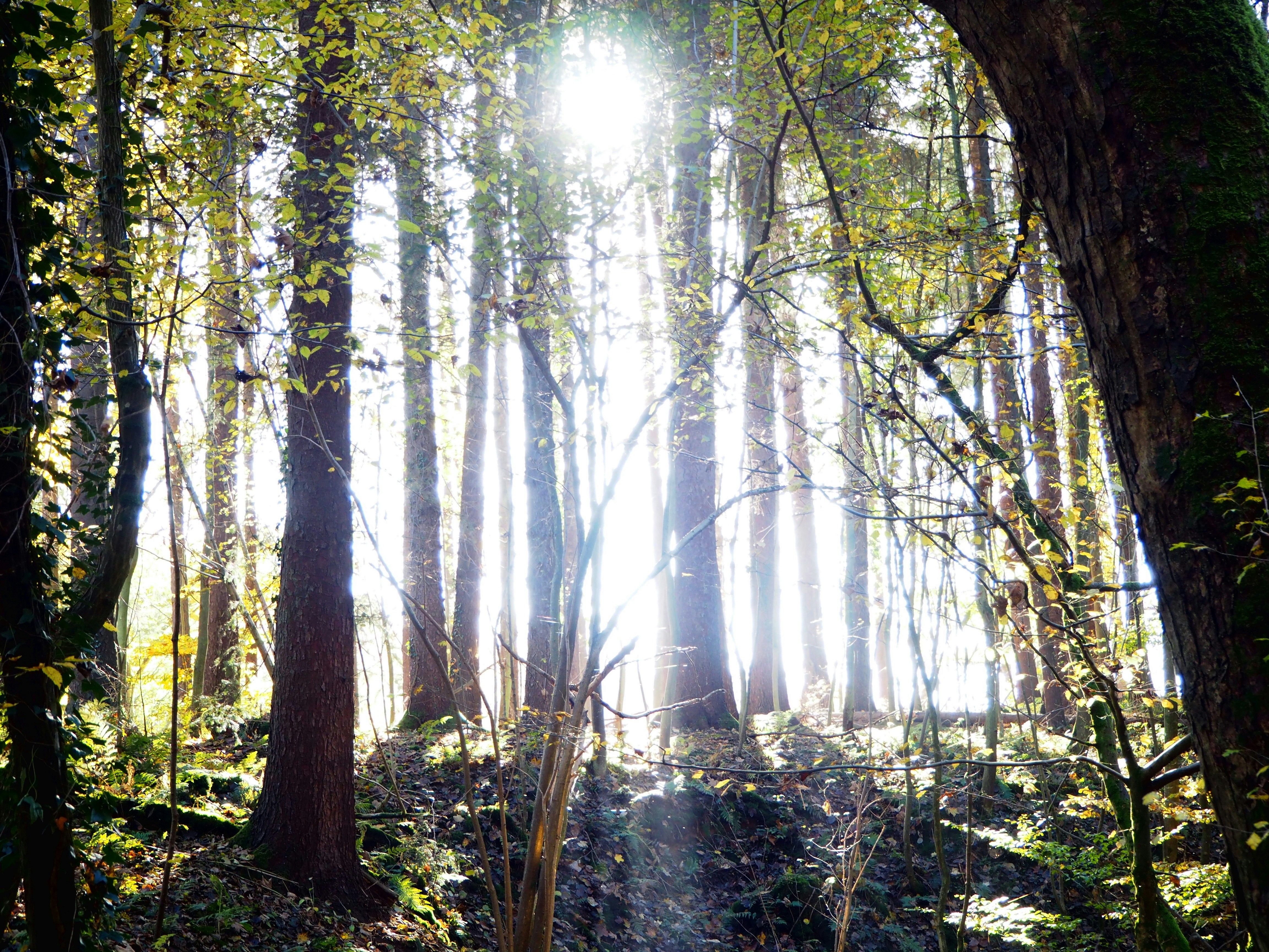 Free Unsplash photo from Alexej Bowdurez