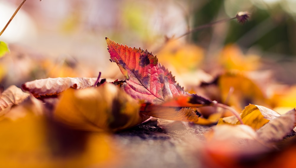 shallow focus photo of leaf