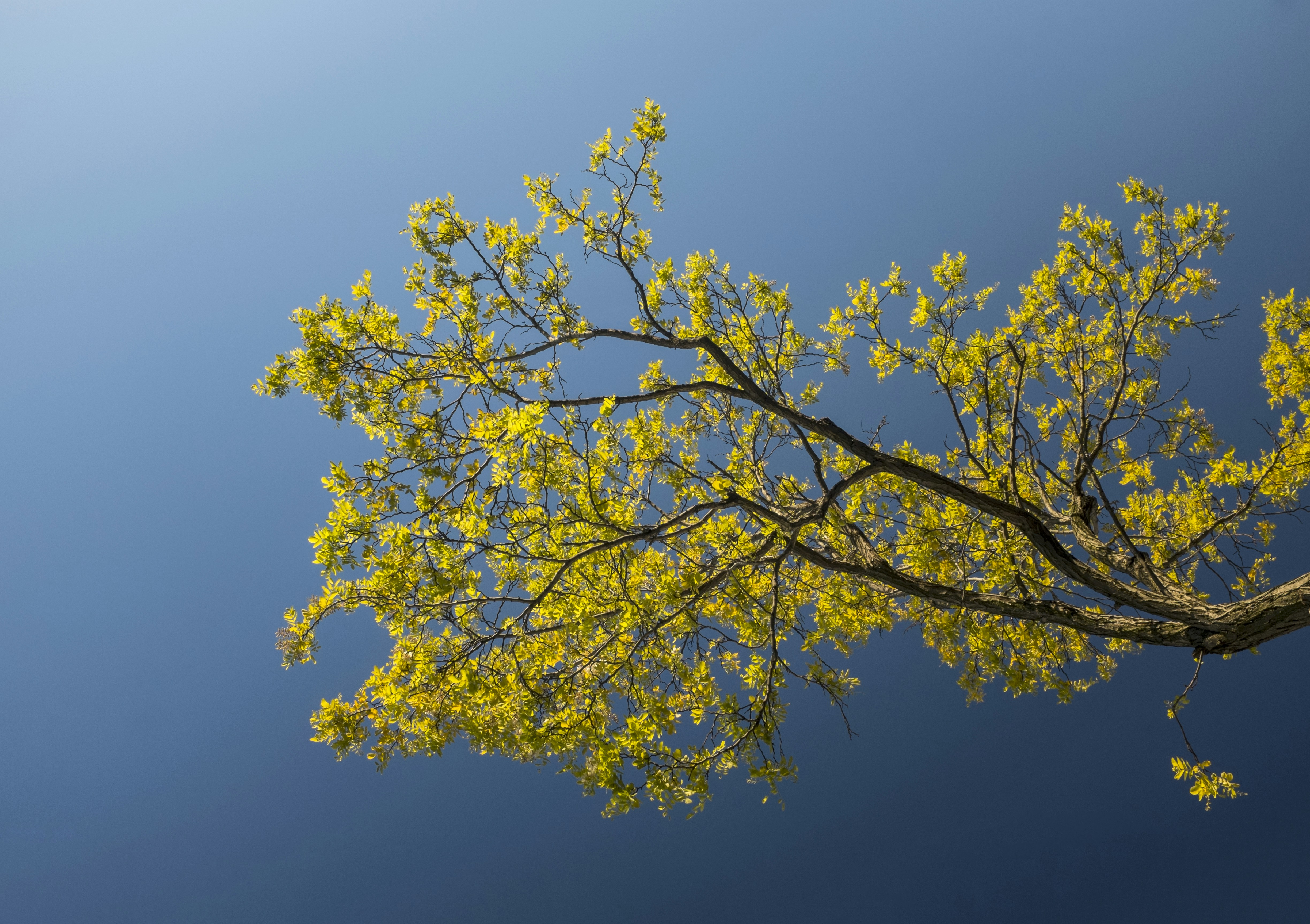 Free Unsplash photo from Ching Thangjam