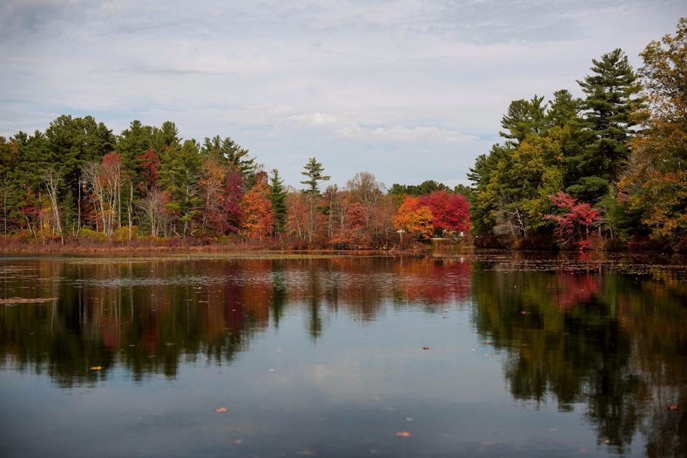 árboles verdes y rojos junto al río bajo el cielo nublado durante el día