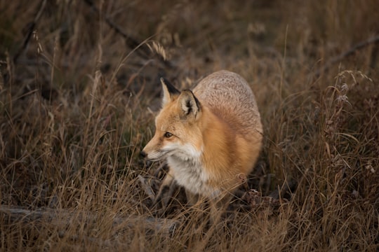 photo of Silverthorne Wildlife near Loveland Pass