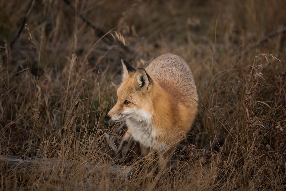 brown fox on grass field