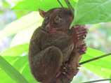 A close-up of a sugar glider perched on a branch, its big eyes curious and bright.