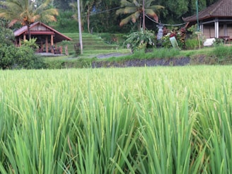 A lush green rice field extends into the foreground with the stalks of rice prominently visible. In the background, there are traditional thatched-roof houses surrounded by tropical vegetation including palm trees. A small parapet separates the rice field from the elevated area where the houses are situated.