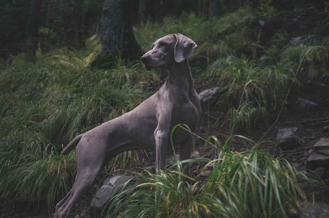 Galgo español de pelaje corto en actitud atenta al aire libre