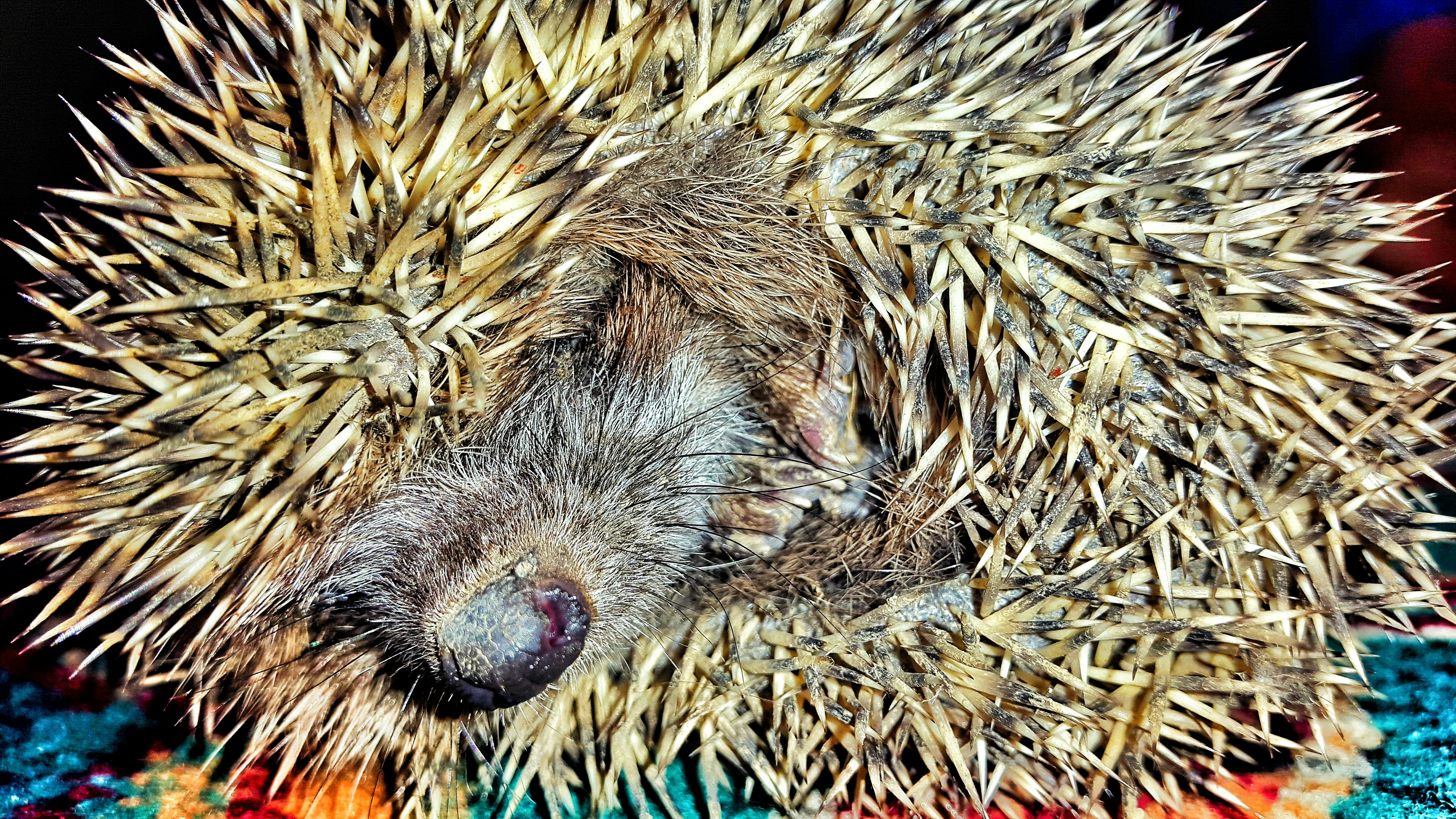 Free Unsplash photo from Mais Matte