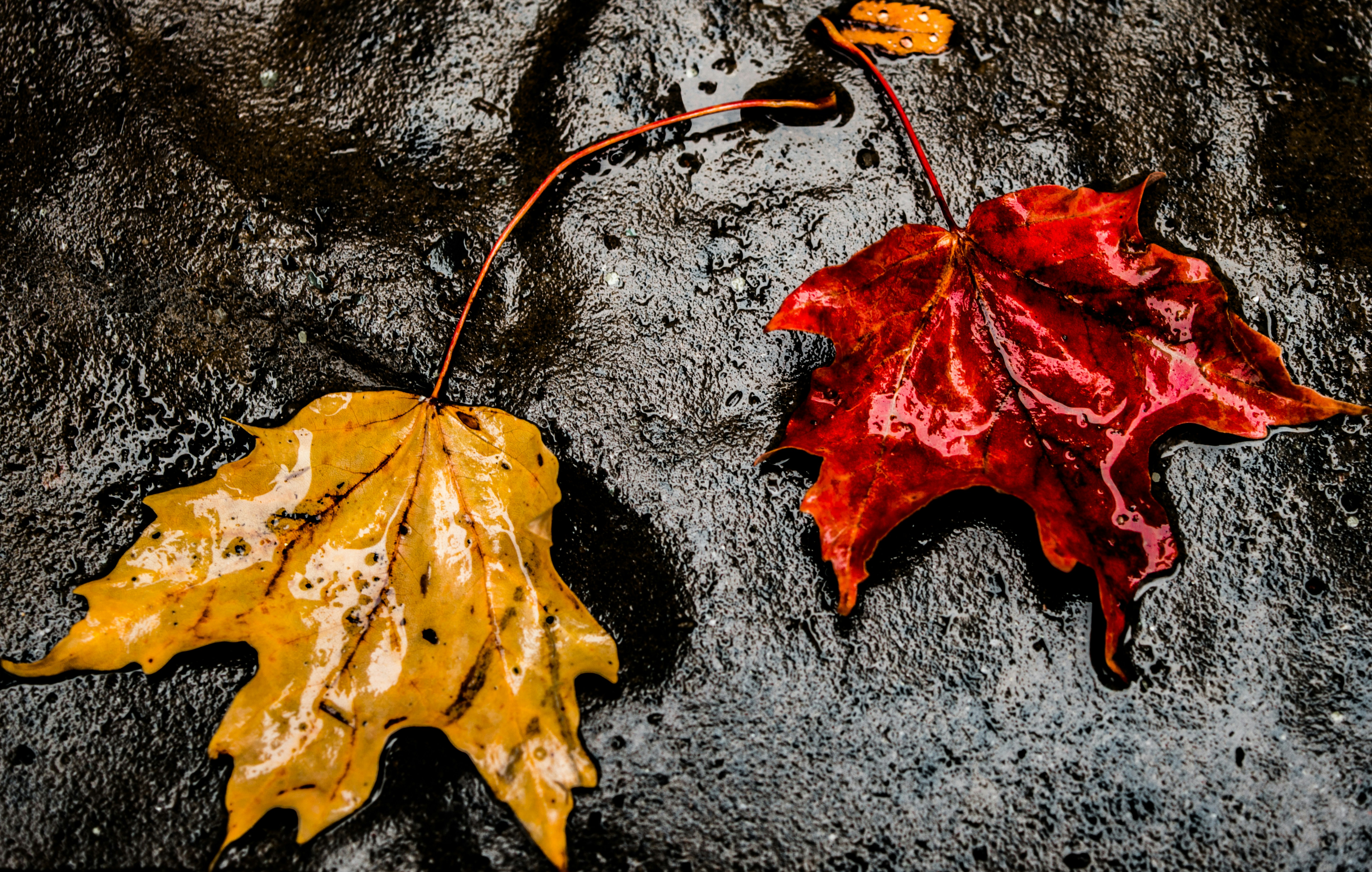 Free Unsplash photo from Julien Samson