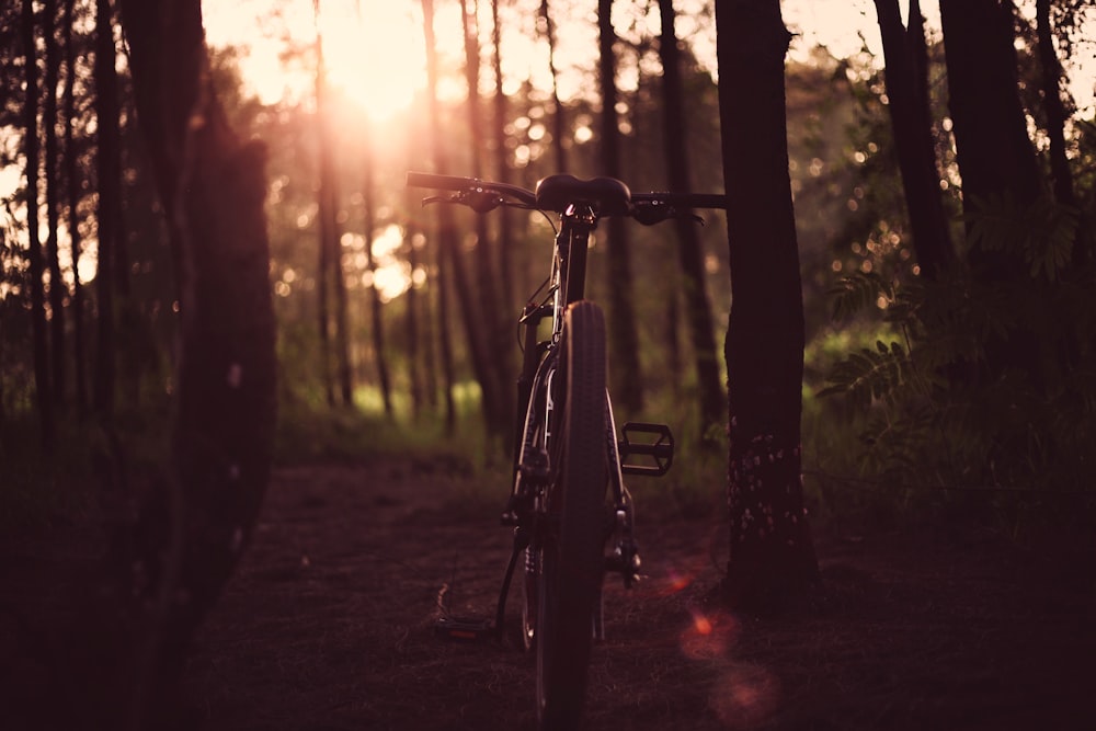 bicycle between trees in sunset