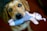A dog with striking blue eyes holds a plush toy in its mouth. The toy resembles a small animal wearing a blue and white striped outfit. The dog's face is prominently in focus, showing its fur details and expression. The background is blurred, emphasizing the dog and the toy as the central subjects.