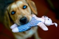 A dog with striking blue eyes holds a plush toy in its mouth. The toy resembles a small animal wearing a blue and white striped outfit. The dog's face is prominently in focus, showing its fur details and expression. The background is blurred, emphasizing the dog and the toy as the central subjects.