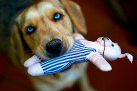A dog with striking blue eyes holds a plush toy in its mouth. The toy resembles a small animal wearing a blue and white striped outfit. The dog's face is prominently in focus, showing its fur details and expression. The background is blurred, emphasizing the dog and the toy as the central subjects.