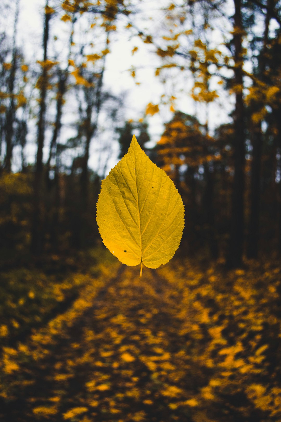 yellow leaf