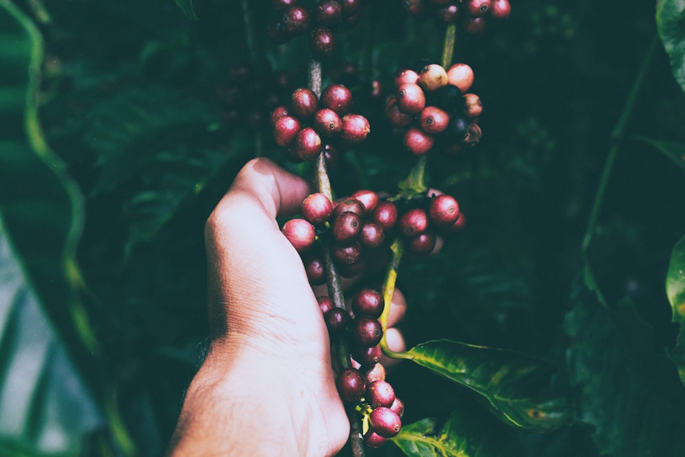 person holding red berries on stem
