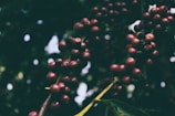 Clusters of ripe red coffee cherries hang from branches among dark, lush green leaves. The lighting is dappled, suggesting sunlight filtering through a dense canopy.